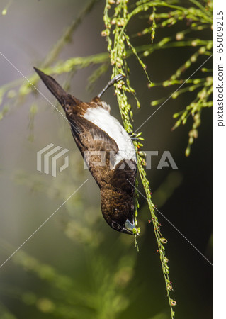 White rumped munia in Ella, Uva province, Sri 65009215