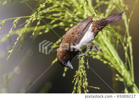 White rumped munia in Ella, Uva province, Sri White rumped munia in Ella, Uva province, Sri 65009217