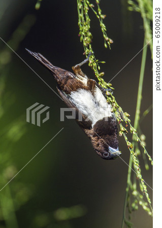 White rumped munia in Ella, Uva province, Sri 65009218