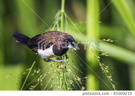 White rumped munia in Ella, Uva province, Sri White rumped munia in Ella, Uva province, Sri 65009219