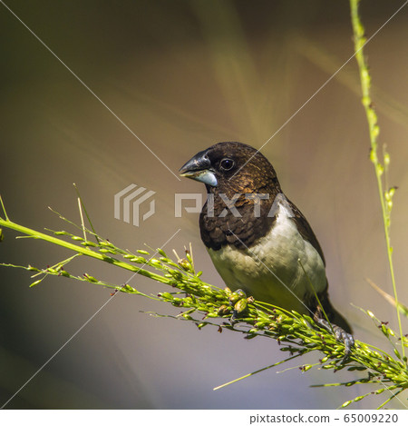 White rumped munia in Ella, Uva province, Sri 65009220