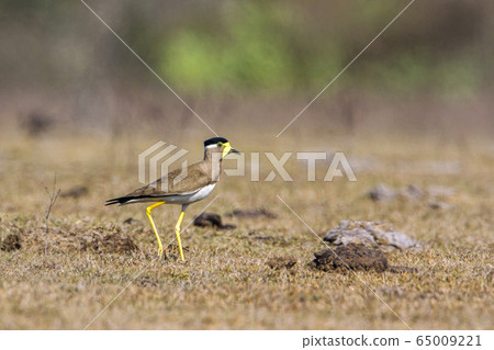 Yellow wattled lapwing in Bundala national park, Yellow wattled lapwing in Bundala national park, 65009221
