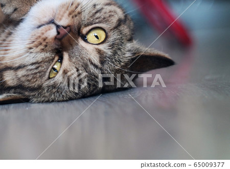 British cat lying on the floor upside down British cat lying on the floor upside down 65009377