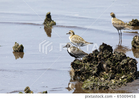 太平洋金斑鴴 65009458