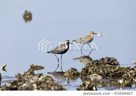 太平洋金斑鴴 65009467