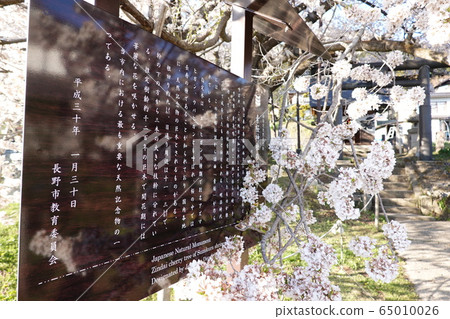 Jindai Sakura at the Sakura Sakura Shrine Jindai Sakura at the Sakura Sakura Shrine 65010026