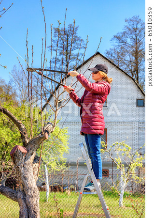 A young woman stands on a stepladder in the garden A young woman stands on a stepladder in the garden 65010359