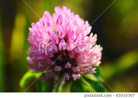 May Inagi 45 Murasaki Mekusa / Mameka May Inagi 45 Murasaki Mekusa / Mameka 65010367