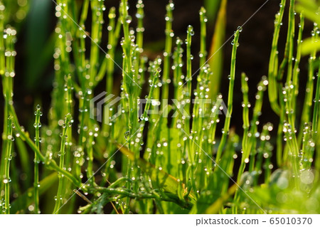 May Inagi 42 Sugina, Horsetail, Sugina 65010370