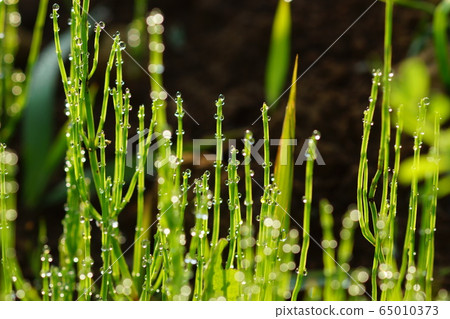 May Inagi 41 Sugana，馬尾，雪松 65010373