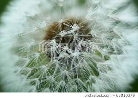 May Inagi 37 Tanpopo, Asteraceae, Fluff 65010379