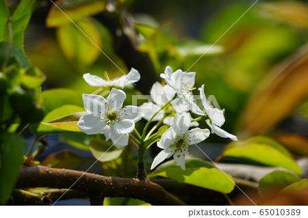 5月30日稻城，寄生，梨花 65010389