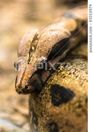 Boa constrictor, a species of large, heavy bodied snake. 65010974