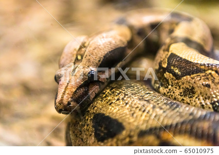 Boa constrictor, a species of large, heavy bodied snake. 65010975