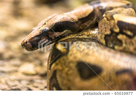 Boa constrictor, a species of large, heavy bodied snake. Boa constrictor, a species of large, heavy bodied snake. 65010977