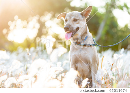 Brown dog sitting in the field of Susuki Brown dog sitting in the field of Susuki 65011674