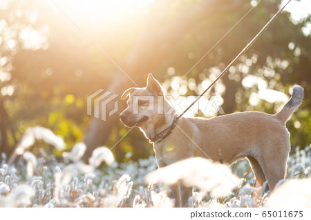 Brown dog stands in the field of pampas grass 65011675