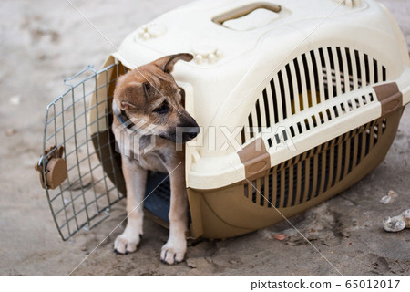 Brown puppy peeking from the crate on the sandy beach 65012017