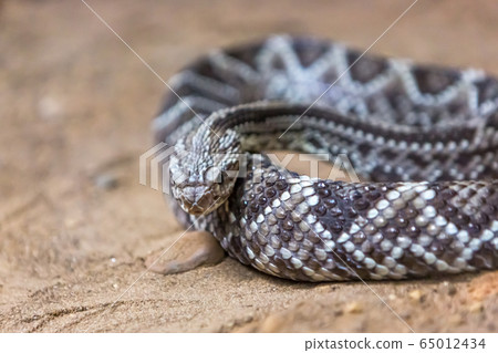 Rattlesnake, Crotalus atrox. Western Diamondback. Dangerous snake. 65012434