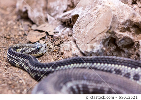 Rattlesnake, Crotalus atrox. Western Diamondback. Dangerous snake. 65012521