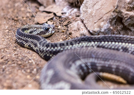 Rattlesnake, Crotalus atrox. Western Diamondback. Dangerous snake. 65012522