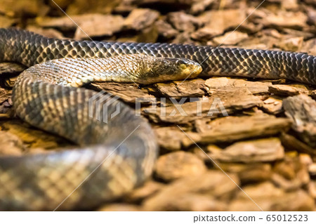 Amazon rainbow boa, one of the most beautiful snakes in the world 65012523