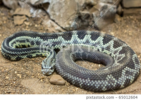 Rattlesnake, Crotalus atrox. Western Diamondback. Dangerous snake. Rattlesnake, Crotalus atrox. Western Diamondback. Dangerous snake. 65012604