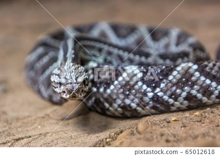 Rattlesnake, Crotalus atrox. Western Diamondback. Dangerous snake. 65012618