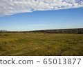 Meadow with mown grass blue sky and forest in the background 65013877