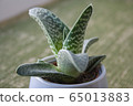 A succulent planted in a round white ceramic pot on the green mat 65013883