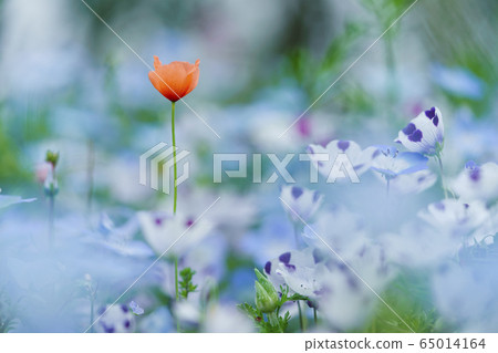 Nagami Papaver and Nemophila Nagami Papaver and Nemophila 65014164