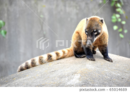 Red-beaked bear 65014689