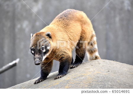 Red-beaked bear 65014691