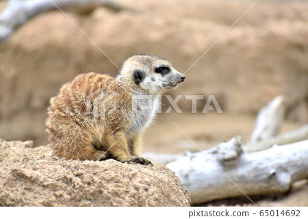 meerkat  65014692