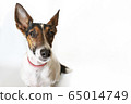Parson russell terrier dog with erect ears. 65014749
