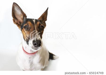 Parson russell terrier dog with erect ears. Parson russell terrier dog with erect ears. 65014749