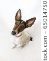 Parson russell terrier dog with erect ears. 65014750