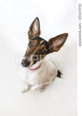 Parson russell terrier dog with erect ears. Parson russell terrier dog with erect ears. 65014750