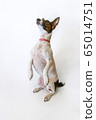 Dog Parson Russell Terrier stands on its hind legs. Studio shot 65014751