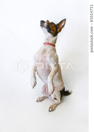Dog Parson Russell Terrier stands on its hind legs. Studio shot Dog Parson Russell Terrier stands on its hind legs. Studio shot 65014751