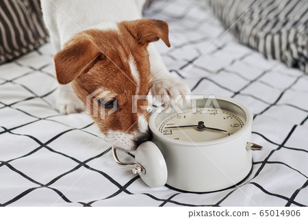 Jack russell terrier dog nibbles vintage alarm Jack russell terrier dog nibbles vintage alarm 65014906