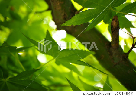 Maple Maple 65014947