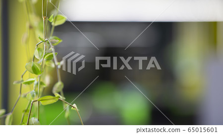 Green indoor plant wall arranged in loft office interior Green indoor plant wall arranged in loft office interior 65015601