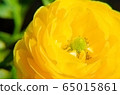 Yellow Ranunculus Asiaticus, Closeup. Macro Flowers, selective focus. Persian buttercup. 65015861