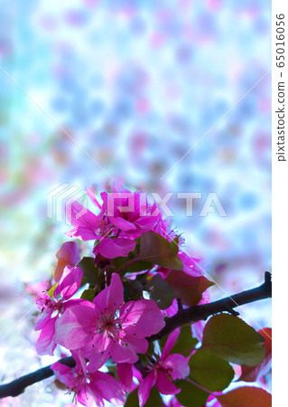Branch of bright spring pink flowers in full bloom on multicolored background. Plant Mexican Coral Vine, Coral Creeper, Honolulu Creeper, Chinese Love Vine. Soft selective focus, copy space Branch of bright spring pink flowers in full bloom on multicolored background. Plant Mexican Coral Vine, Coral Creeper, Honolulu Creeper, Chinese Love Vine. Soft selective focus, copy space 65016056