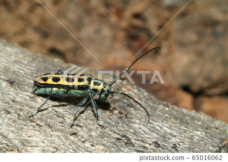 男朋友博士露營者 男朋友博士露營者 65016062