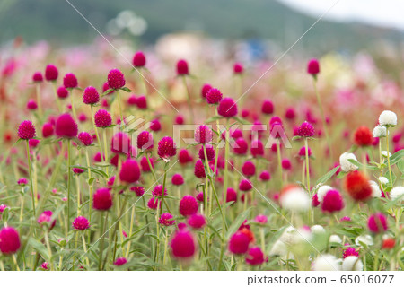 Strawberry flowers Strawberry fields 65016077