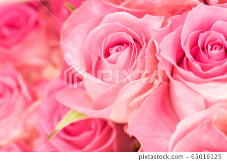 粉紅玫瑰 粉紅玫瑰 65016125