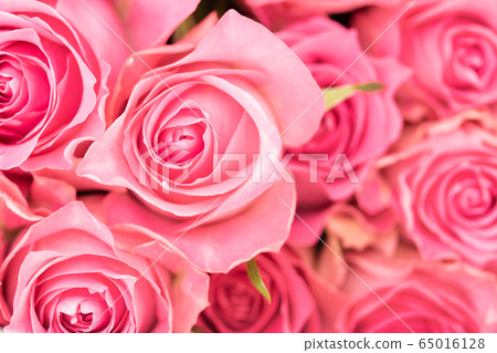 粉紅玫瑰 65016128