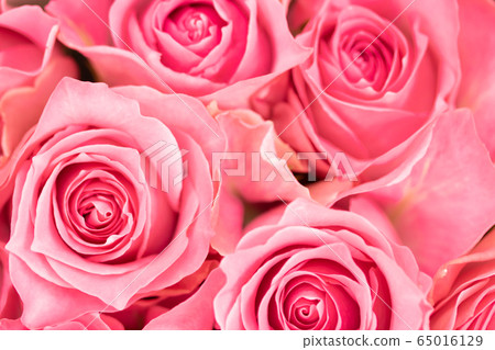 粉紅玫瑰 65016129